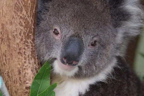 All Inclusive Blue Mountains Small-Group Day Trip From Sydney - Holiday Cairns 1