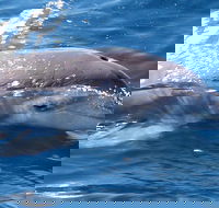 Jervis Bay Dolphin Watch Cruise - Holiday Cairns