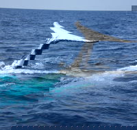 Whale Watching Jervis Bay - Holiday Cairns