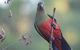Inside The Greater Blue Mountains World Heritage - A Wildlife Safari Overnight - thumb 0