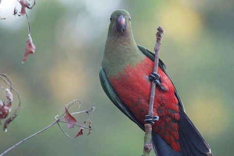 Inside The Greater Blue Mountains World Heritage - A Wildlife Safari Overnight - Holiday Cairns 0