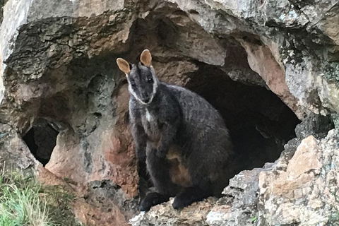 Inside The Greater Blue Mountains World Heritage - A Wildlife Safari Overnight - Holiday Cairns 1