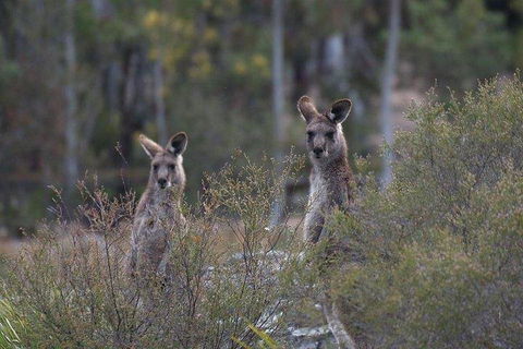 Inside The Greater Blue Mountains World Heritage - A Wildlife Safari Overnight - Holiday Cairns 2