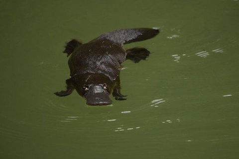 Inside The Greater Blue Mountains World Heritage - A Wildlife Safari Overnight - Holiday Cairns 5