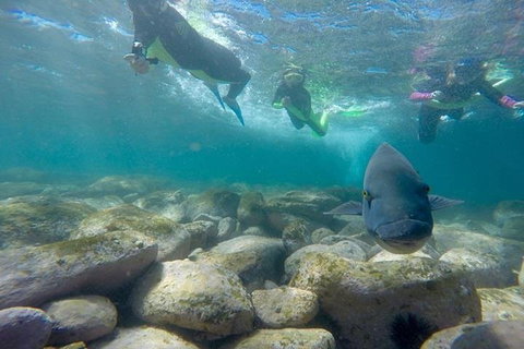 Manly And Shelly Beach Snorkeling Tour - Holiday Cairns 0