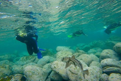 Manly And Shelly Beach Snorkeling Tour - Holiday Cairns 1