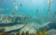 Manly And Shelly Beach Snorkeling Tour - thumb 2