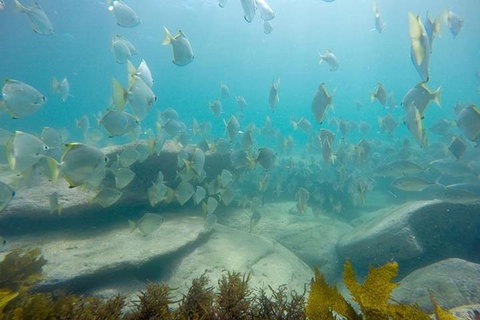 Manly And Shelly Beach Snorkeling Tour - Holiday Cairns 2