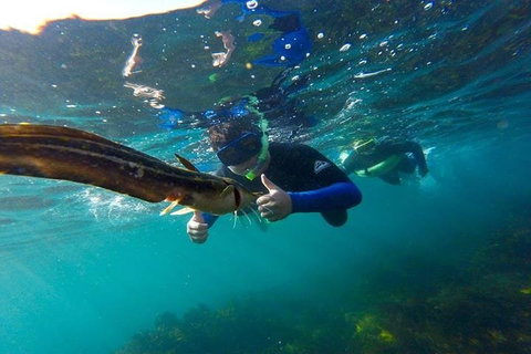 Manly And Shelly Beach Snorkeling Tour - Holiday Cairns 3