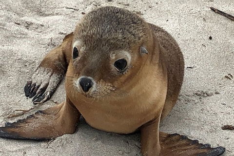 Kangaroo Island Scenic Trail Tour - Holiday Cairns 0