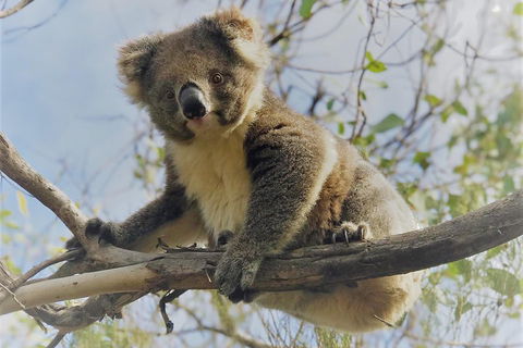 Kangaroo Island Scenic Trail Tour - Holiday Cairns 2
