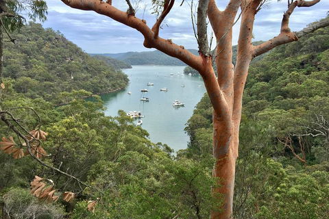 Shore Excursion: Sydney's Northern Beaches & Ku-ring-gai National Park Bus Tour - Holiday Cairns 1