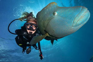 Great Barrier Reef Snorkeling and Diving Cruise from Cairns