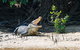 Full Day Cooktown Private Tour - thumb 4