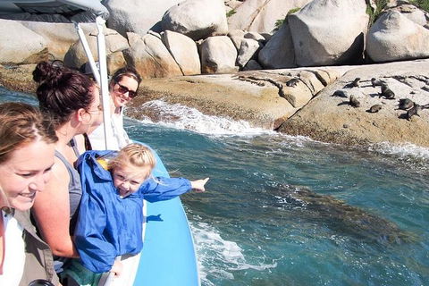Seal Island Boat Tour From Victor Harbor - Holiday Cairns 4