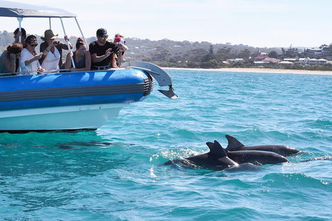 Seal Island Boat Tour From Victor Harbor - Holiday Cairns 5