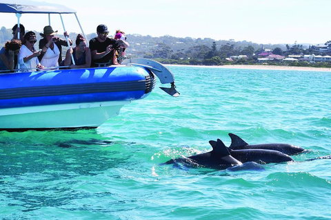 Southern Ocean Adventure From Victor Harbor - Holiday Cairns 2