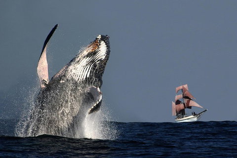 Sydney Harbour Tall Ship Whale & Sail - Whale Watching Cruise - Holiday Cairns 0
