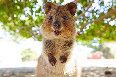 Discover Rottnest With Ferry & Bus Tour From Perth Or Fremantle - Holiday Cairns 0