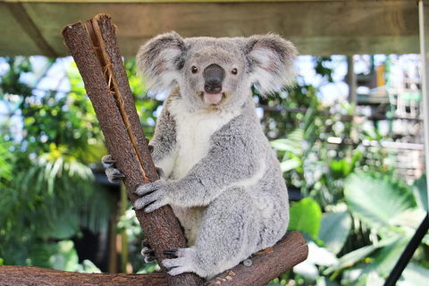 Cairns ZOOM And Wildlife Dome - Holiday Cairns 0