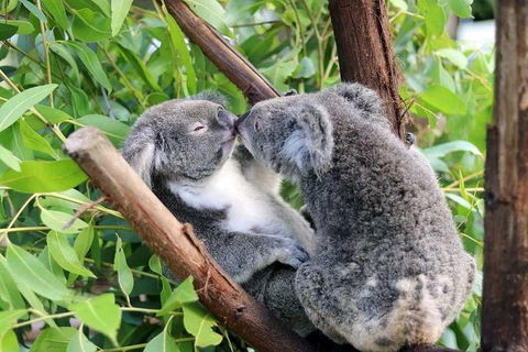 Classic Kuranda By Skyrail And Scenic Railway Including Rainforestation, Koala And Wildlife Park And Pamagirri Aboriginal Experi - Holiday Cairns 3