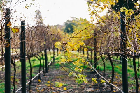 Australian Wine Discovery Tour Ticket - Holiday Cairns 4