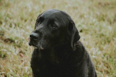 Daylesford Wine Tours: Wine, Cider, Gin, Vodka, Port, Food & Sights Tours! - Holiday Cairns 4