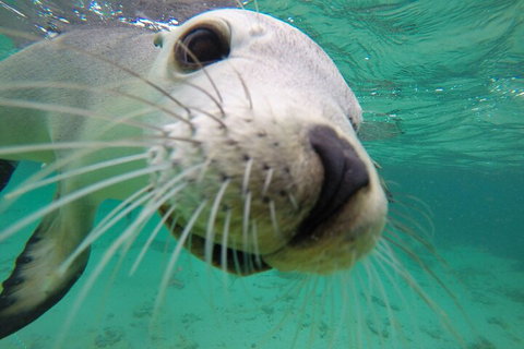 6-Day Eyre Peninsula & Flinders Ranges Adventure Tour - Holiday Cairns 2