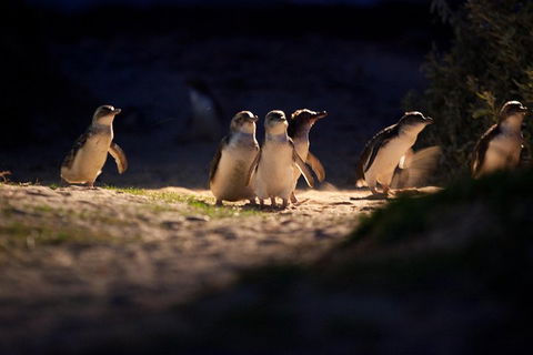 Melbourne City Tour And Phillip Island In One Day - Holiday Cairns 4