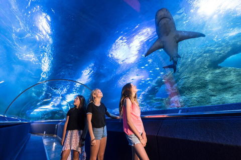 Lunch And General Admission Entry At AQWA - Holiday Cairns 0