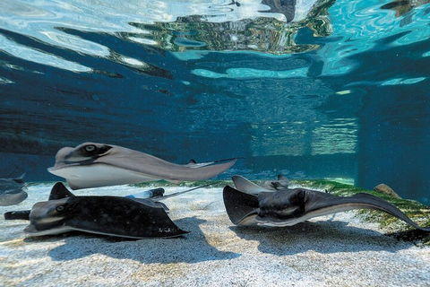 Lunch And General Admission Entry At AQWA - Holiday Cairns 1