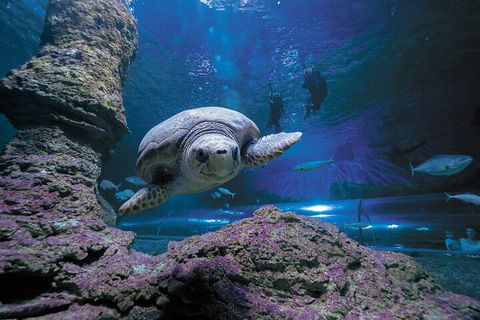 Lunch And General Admission Entry At AQWA - Holiday Cairns 5