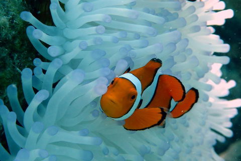 Seastar Luxury Outer Great Barrier Reef Island And Reef Tour From Cairns - Holiday Cairns 0