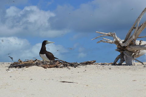 Seastar Luxury Outer Great Barrier Reef Island And Reef Tour From Cairns - Holiday Cairns 1