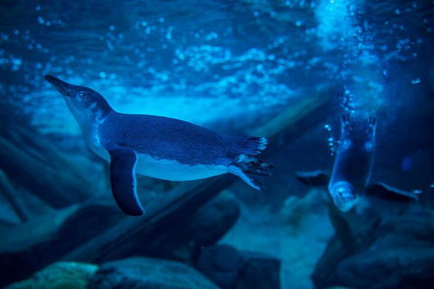 SEA LIFE Sunshine Coast Aquarium Entrance Ticket - Holiday Cairns 1