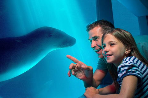 SEA LIFE Sunshine Coast Aquarium Entrance Ticket - Holiday Cairns 2