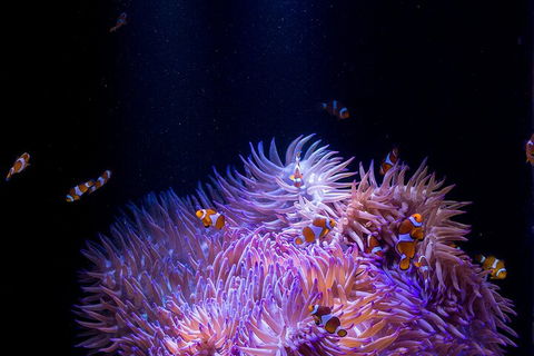 SEA LIFE Sunshine Coast Aquarium Entrance Ticket - Holiday Cairns 4