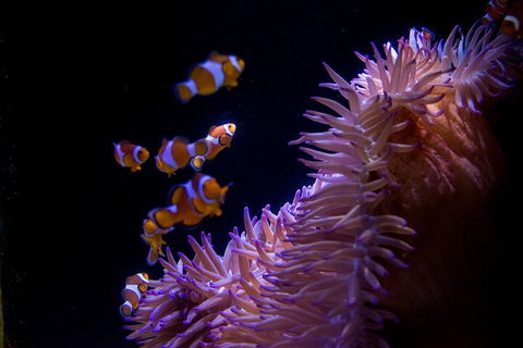 SEA LIFE Sunshine Coast Aquarium Entrance Ticket - Holiday Cairns 5