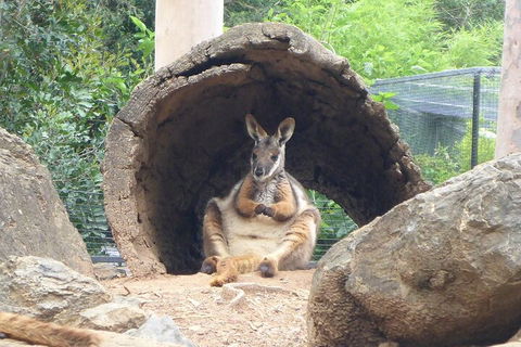 Featherdale Wildlife Park General Admission - Holiday Cairns 2