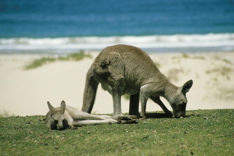 Great Ocean Road Highlights Tour - 2 Days, 1 Night - Holiday Cairns 2