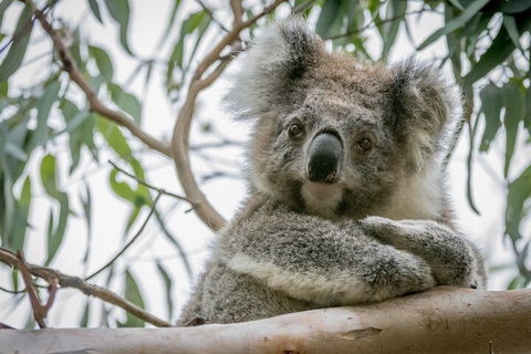 Great Ocean Road & Grampians National Park Tour - 3 Days, 2 Nights - Holiday Cairns 2